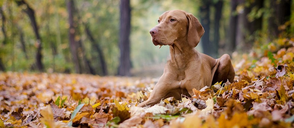Jagdhund Magyar Vizsla