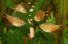 Fünf Fische um Futter
