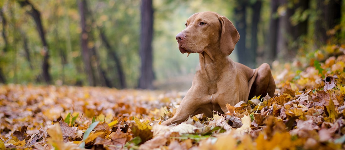 Jagdhund Magyar Vizsla
